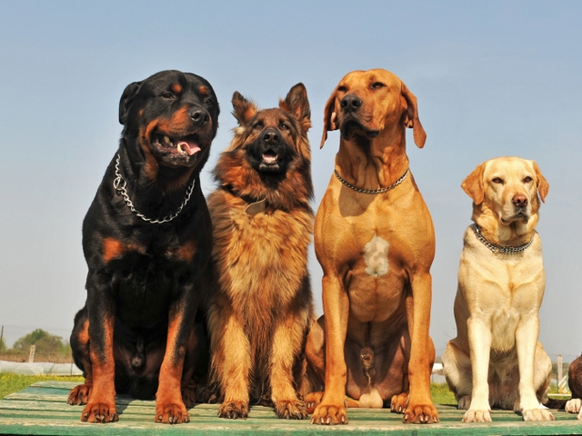 Крупные породы собак в Балтийске | ЗооТом портал о животных